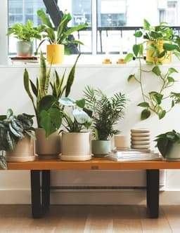 Sill Plant